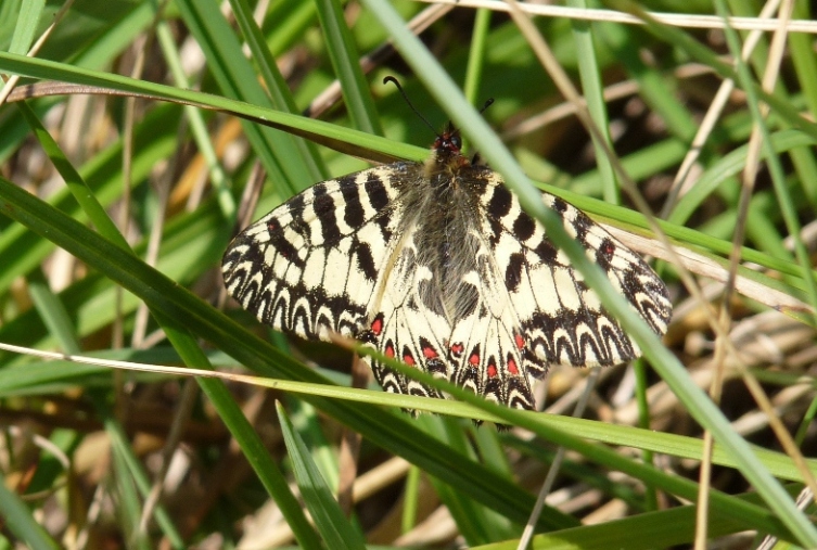 Farfalla molto elegante da determinare - Zerynthia polyxena